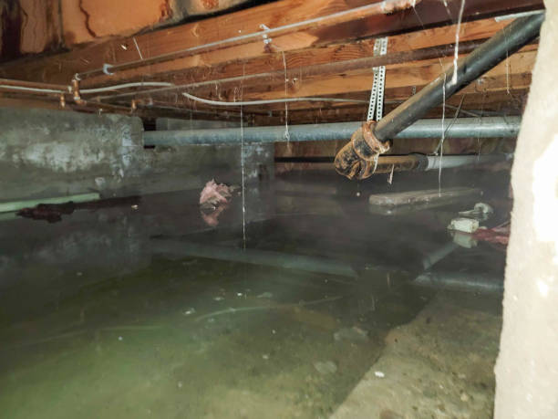 Best Water damage restoration company  in Chaparral, NM