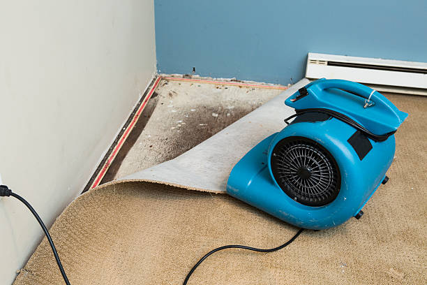 Best Water damage contractors near me  in Chaparral, NM
